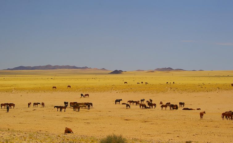 218 Namibia Okt 2006 Garub Wildpferde.JPG